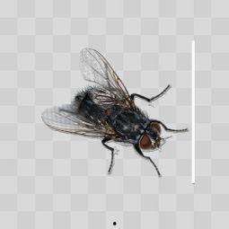 苍蝇照片,探寻昆虫之王的生存智慧